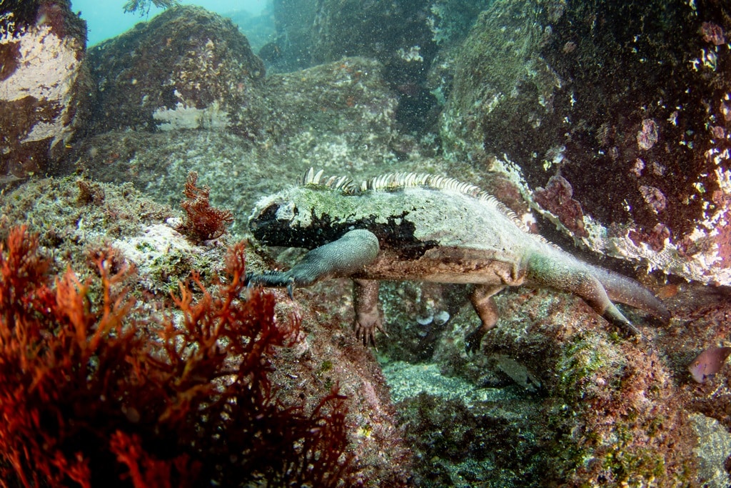 Plonger avec les iguanes marins et observer leurs manière de faire.