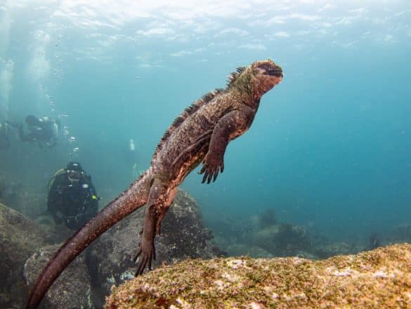 Un iguane marin s'élance vers la surface.