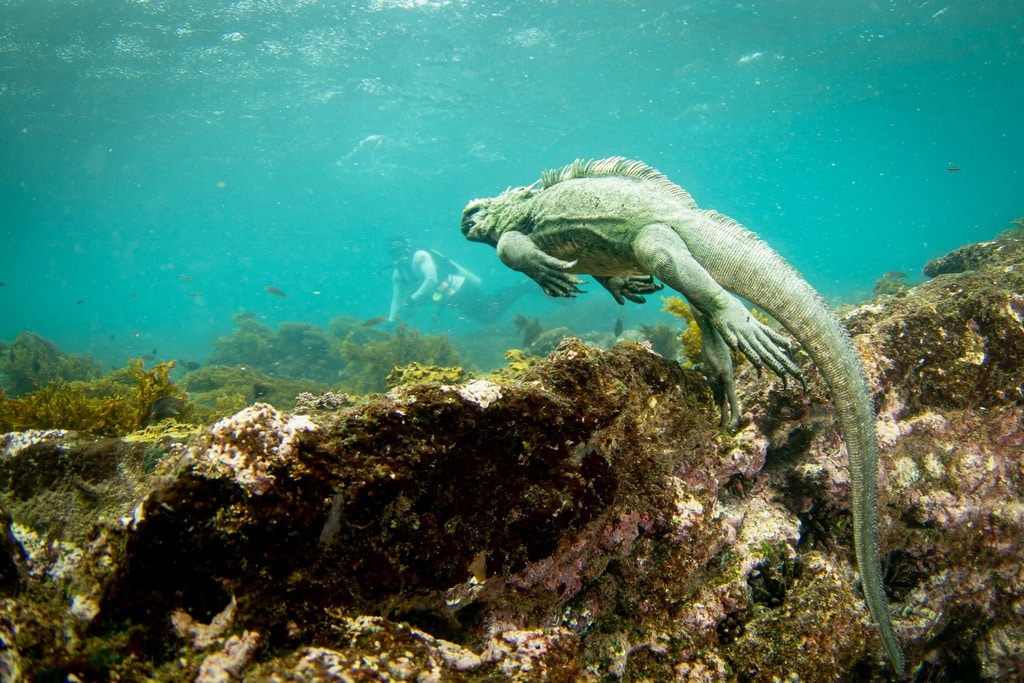 Plonger avec les iguanes marins aux Galapagos est surprenant