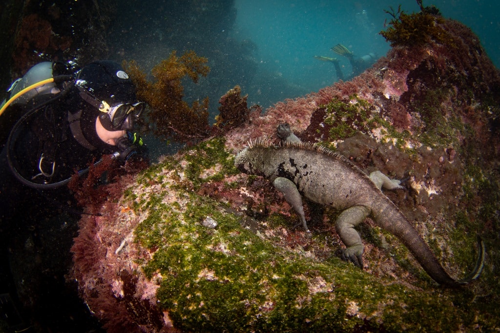 Didier et un iguane marin se regarde.