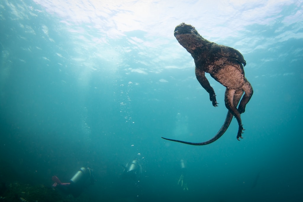 Un iguane marin vu d'en dessous.