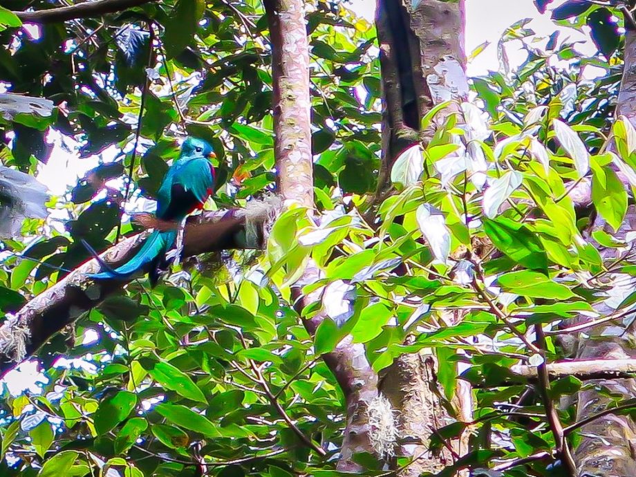 Un quetzals aperçu lors de notre road trip au Panama.