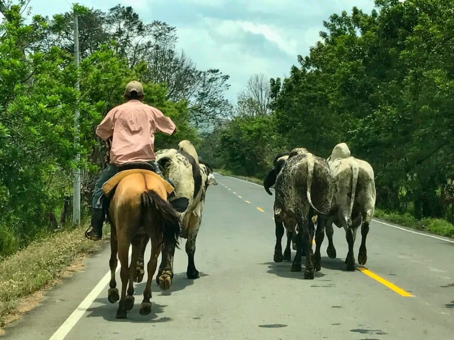 Un homme guide ses vaches sur une route au Panama.