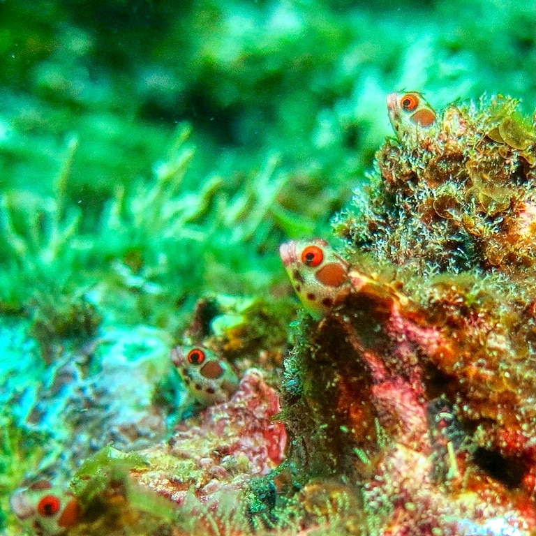 Des blénies sous l'eau à Coiba.