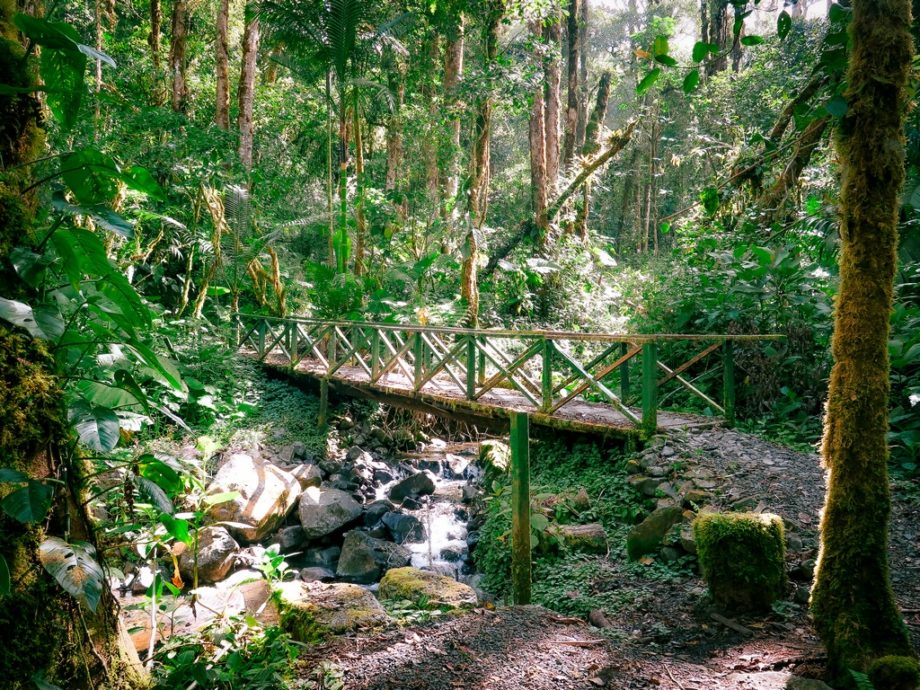 La nature luxuriante à découvrir lors d'un road trip au Panama dans la réserve du volcan Baru.