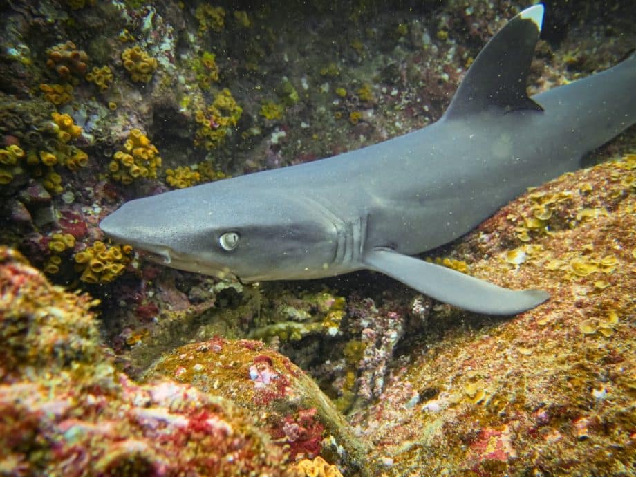 Plonger au Panama permet d'observer beaucoup de requins.