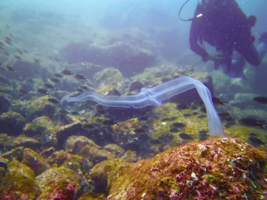 Une ceinture de vénus sous l'eau en plongée à Coiba.