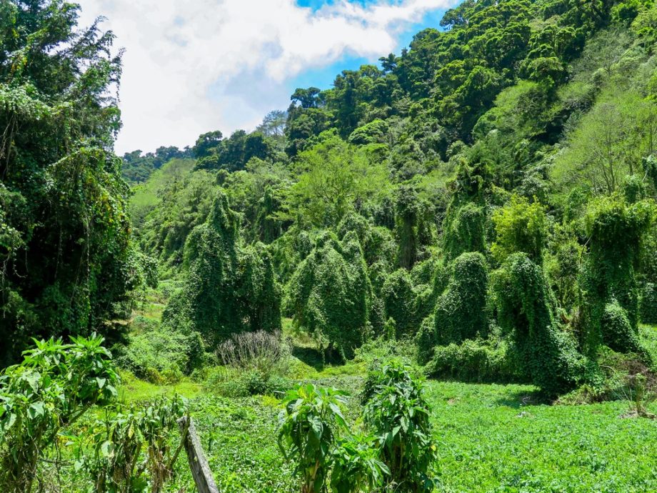 La végétation luxuriante de Boquete au Panama.
