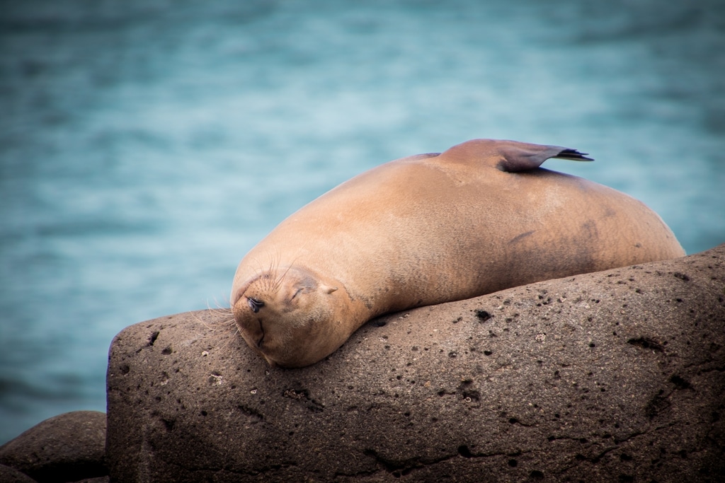 Un lion de mer se repose sur un rocher.