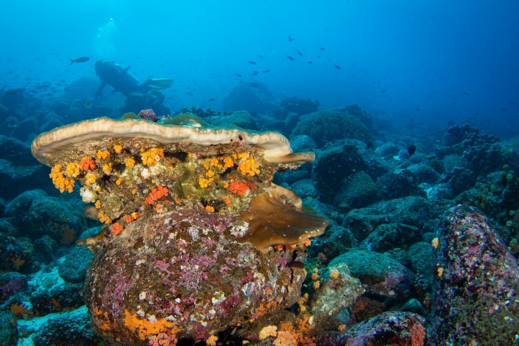 Plonger aux Galapagos permet d'admirer des coraux et autres espèces sous-marines.