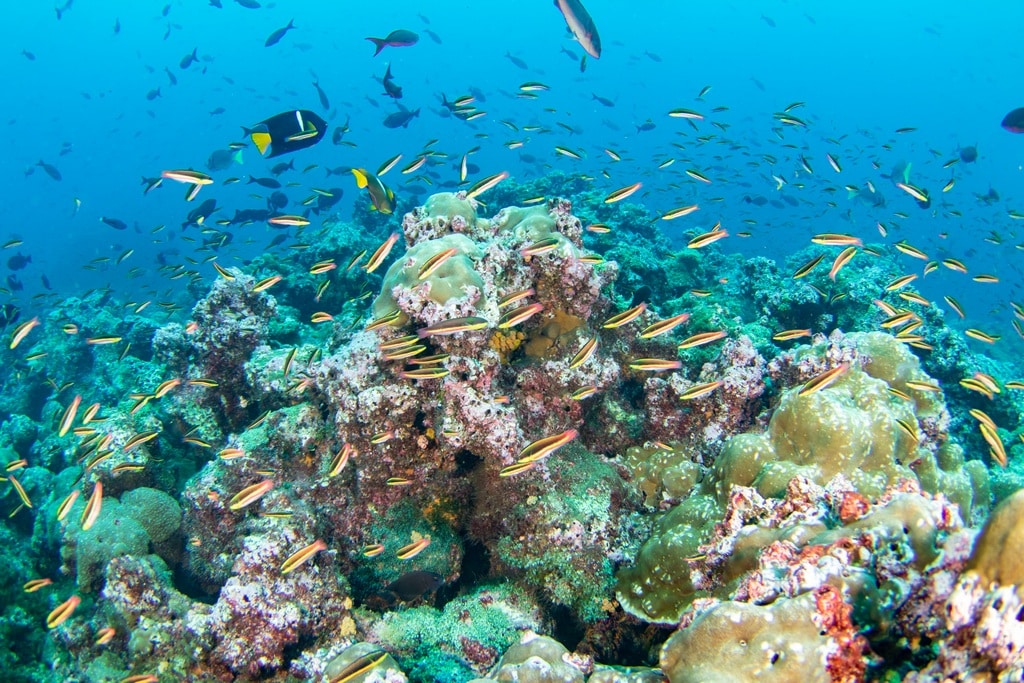 La vie sous-marine à découvrir en allant plonger aux Galapagos.