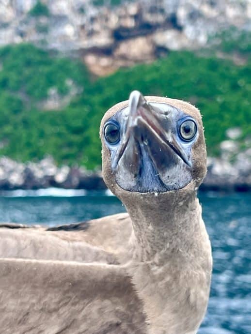 Aux Galapagos, les oiseaux n'ont pas peur de nous.