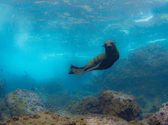 Plonger aux Galapagos permet l'observation de lion de mer.