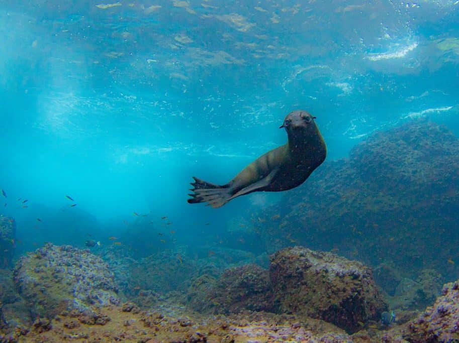 Plonger aux Galapagos permet l'observation de lion de mer.