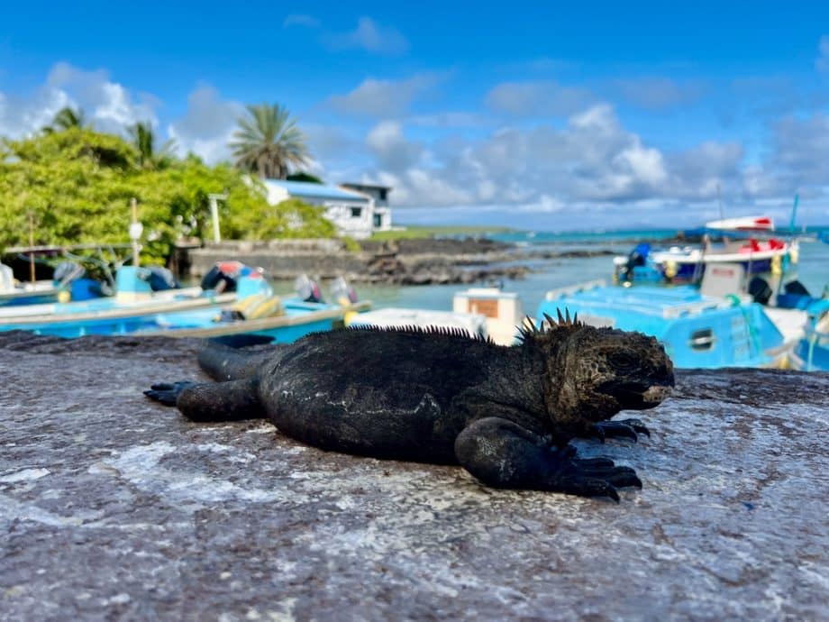 Un iguane marin paraisse sur le port de Puerto Isidro Ayora à Santa Cruz aux Galapagos.