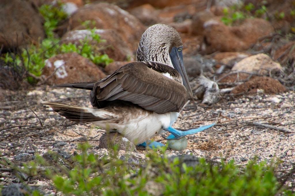 Un fou à pattes bleues s'occupe de son oeuf aux Galapagos.