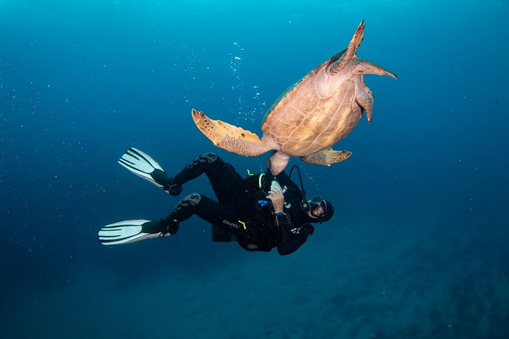 Une tortue vient voir un plongeur dans les eaux de Darwin aux Galapagos.