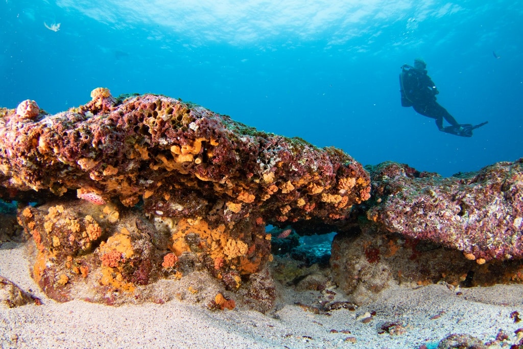 Paysage sous-marin des Galapagos.