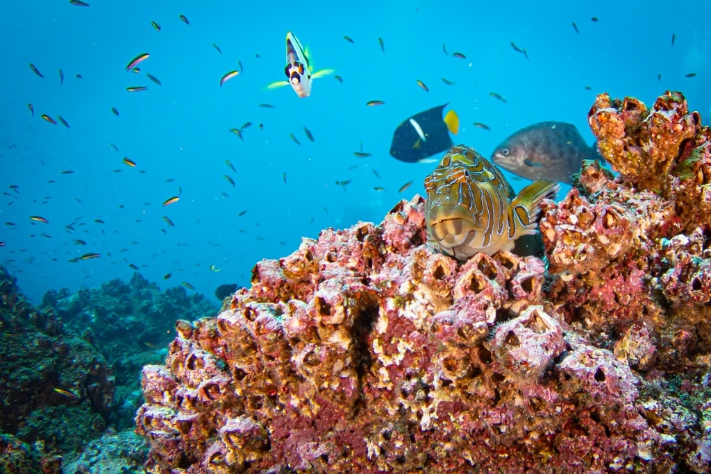 Variété de poissons que l'on peut voir en allant plonger aux Galapagos.