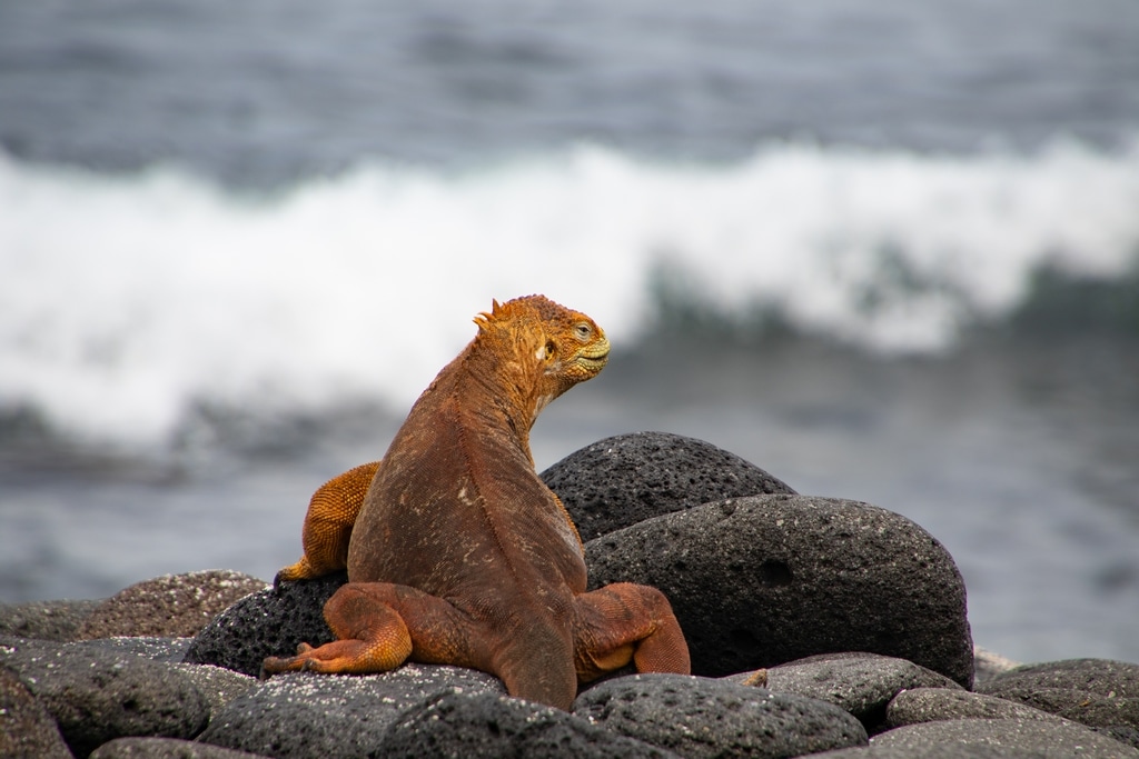 Un iguane regarde la mer.