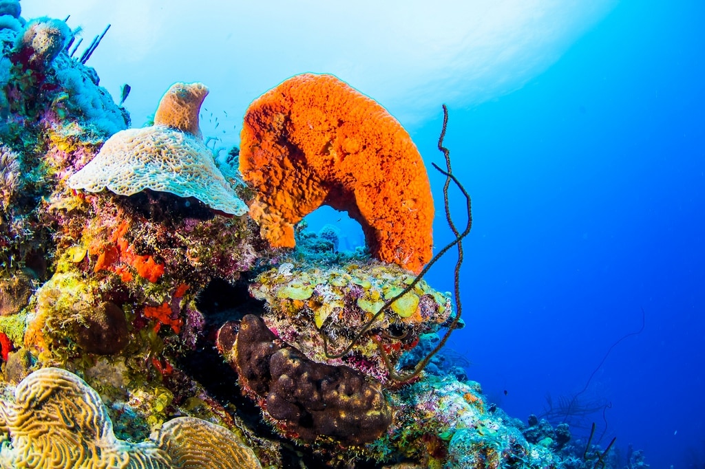 Paysage sous-marin parfait pour faire des photos de Bonaire sous l'eau.
