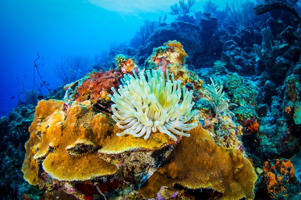 Une anémone sur des coraux.