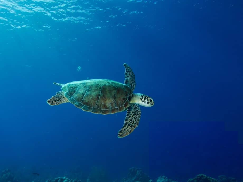 Photo d'une tortue à Bonaire