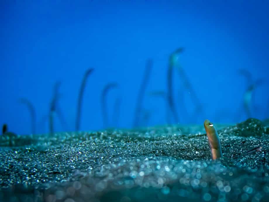 Uen anguille jardinière sort du sable. En arrière plan plusieurs anguilles sortent sur ce site de El Desierto.