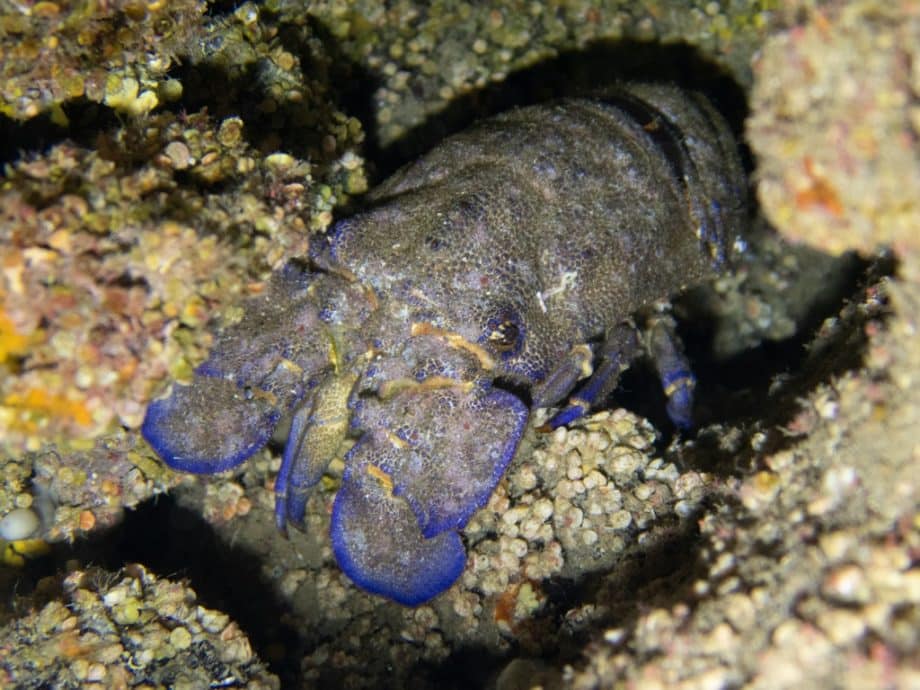 Une cigale de mer comme il y en a plein dans les eaux des Îles Canaries.