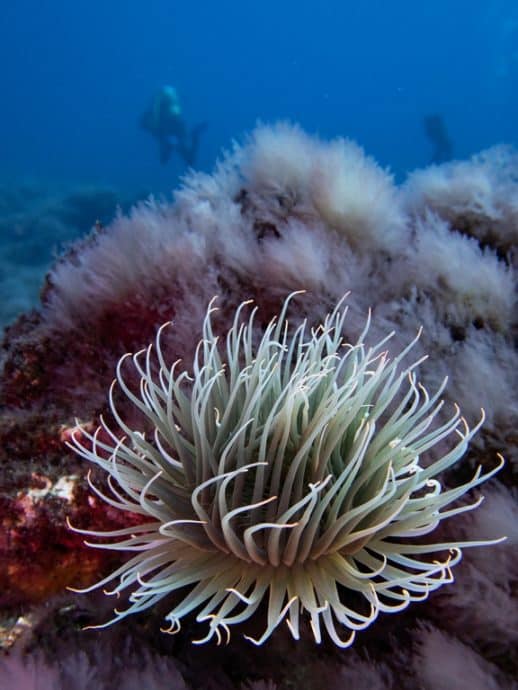 Une anémone se balance au gré du courant à El Hierro.