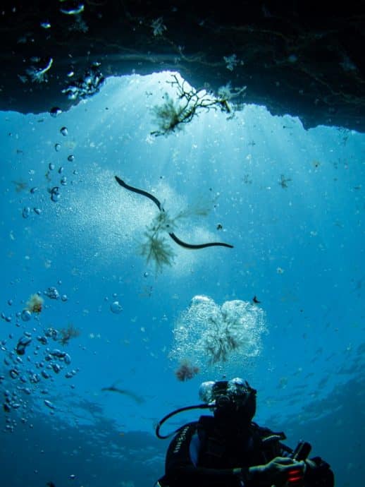 Une serpentine survole un plongeur à El Hierro.