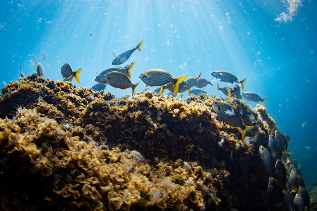 Un banc de poissons sous l'eau éclairé par les rayons du soleil aux Îles Canaries.