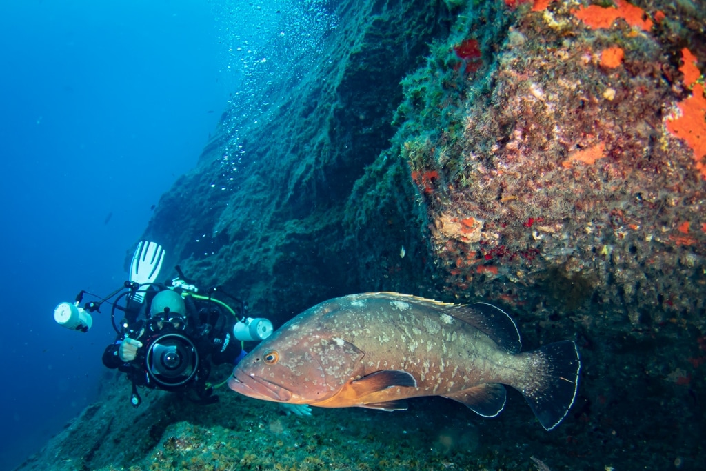 Claude Lespagne occupé à photographier un Mérou sur le site El Bajon à El Hierro.