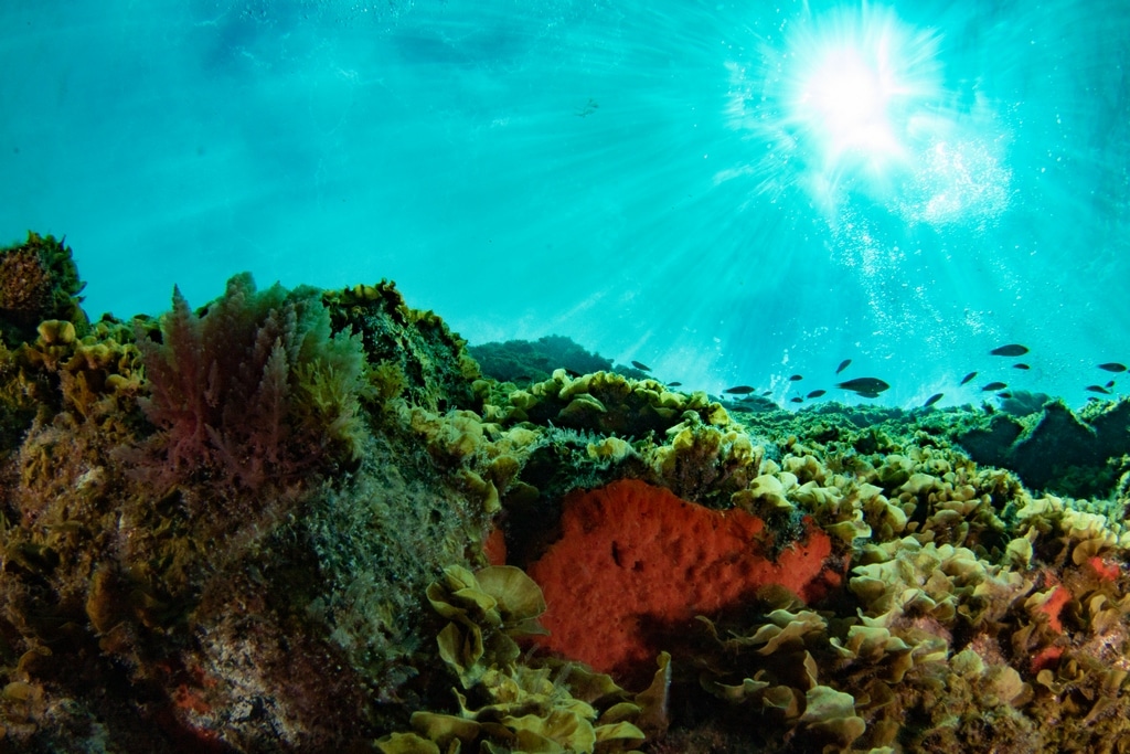 Les fonds marins près de La Restinga à El Hierro.