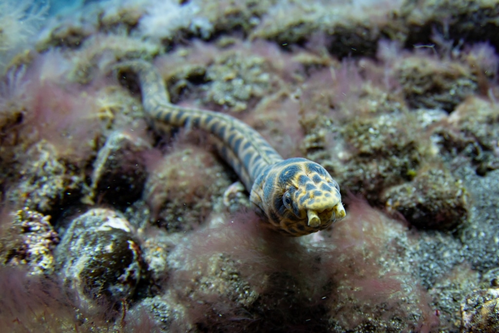 Une serpentine appelée aussi Carmelita aux Îles Canaries.