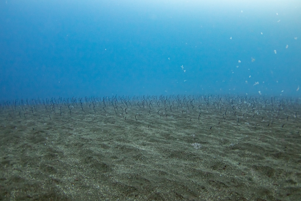 Sur le site de Desierto à El Hierro, on peut plonger sur une énorme étendue d'anguilles jardinières.