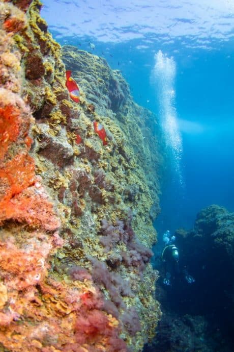 Tombant coloré en plongée à El Hierro.