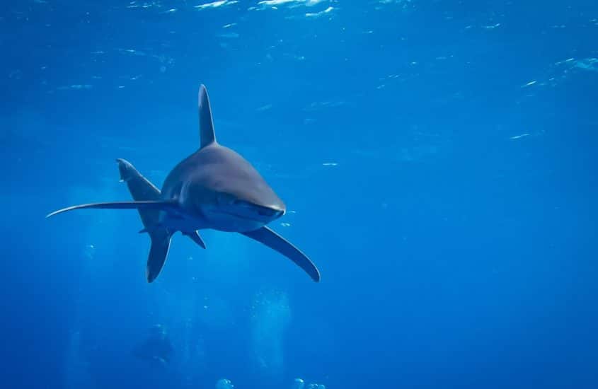 Des infos insolites sur les requins permet de mieux les connaitre avant de plonger.