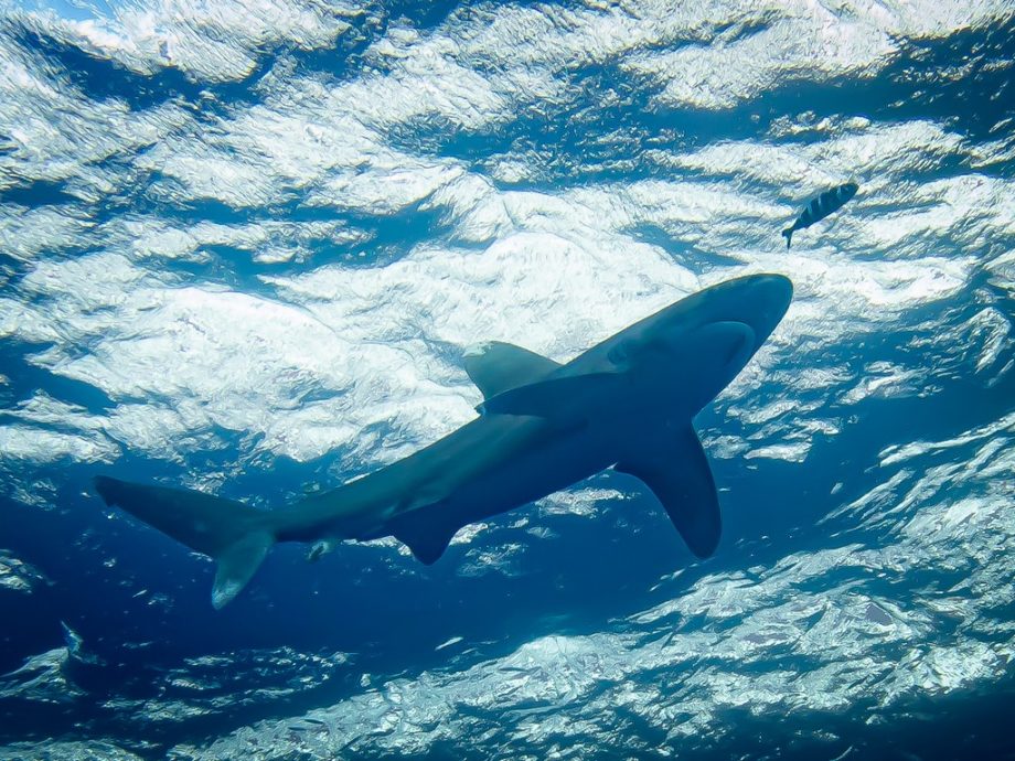 un requin longimane en Egypte.