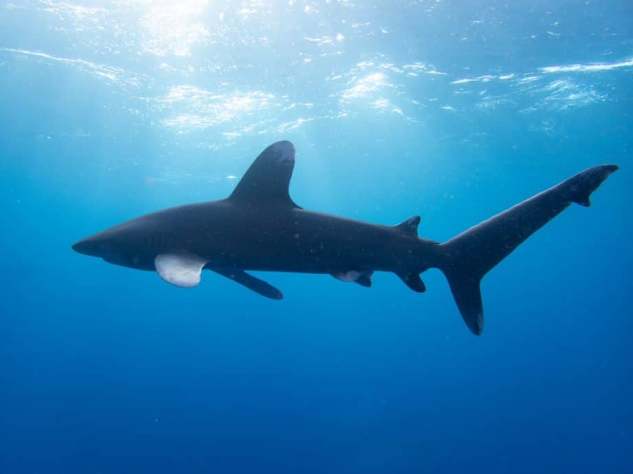 Requin longimanus dans les eaux de la mer rouge en Egypte.