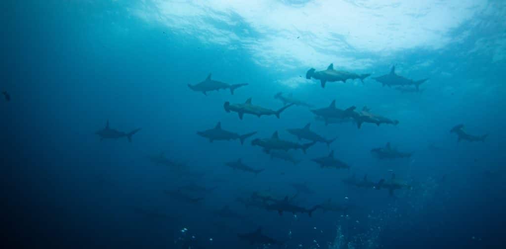 Des requins marteaux aux Galapagos.