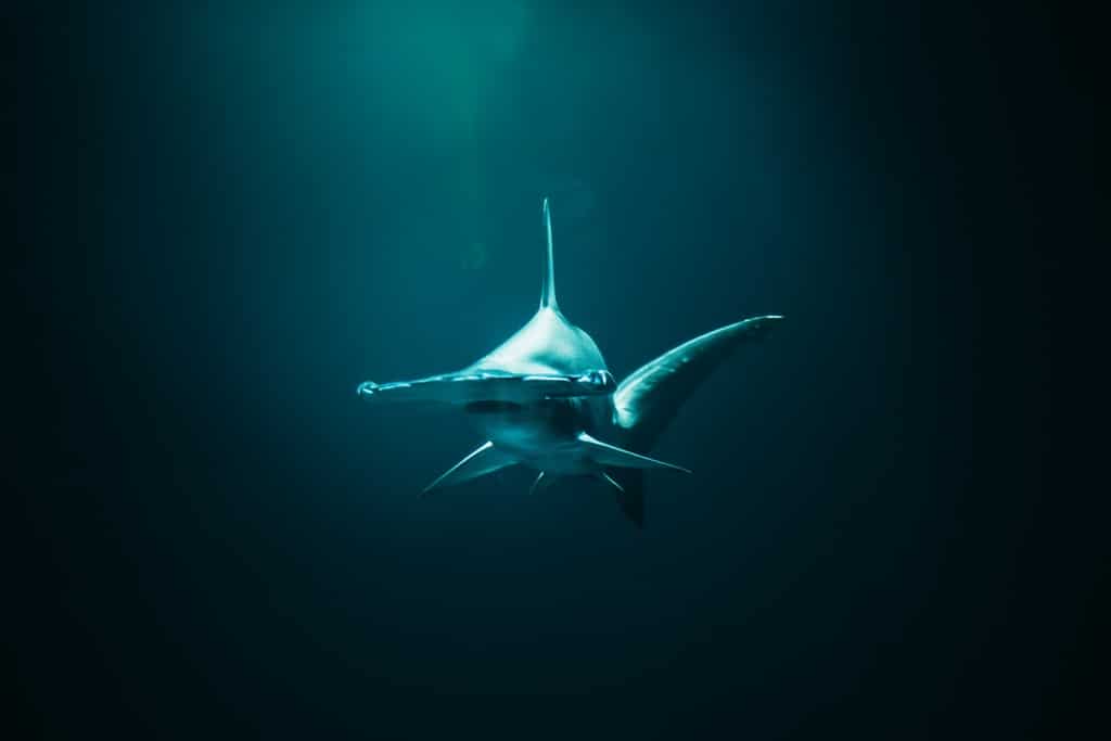 La plongée avec les requins peut faire des rencontres surprenantes comme ce requin-marteau.