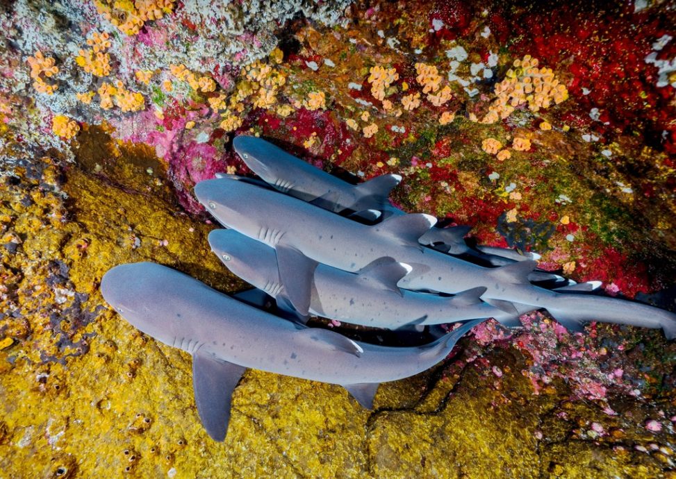 Plongée avec les requins sans les déranger.