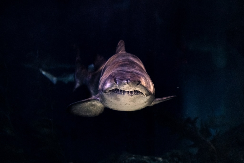 Un requin vu de face.