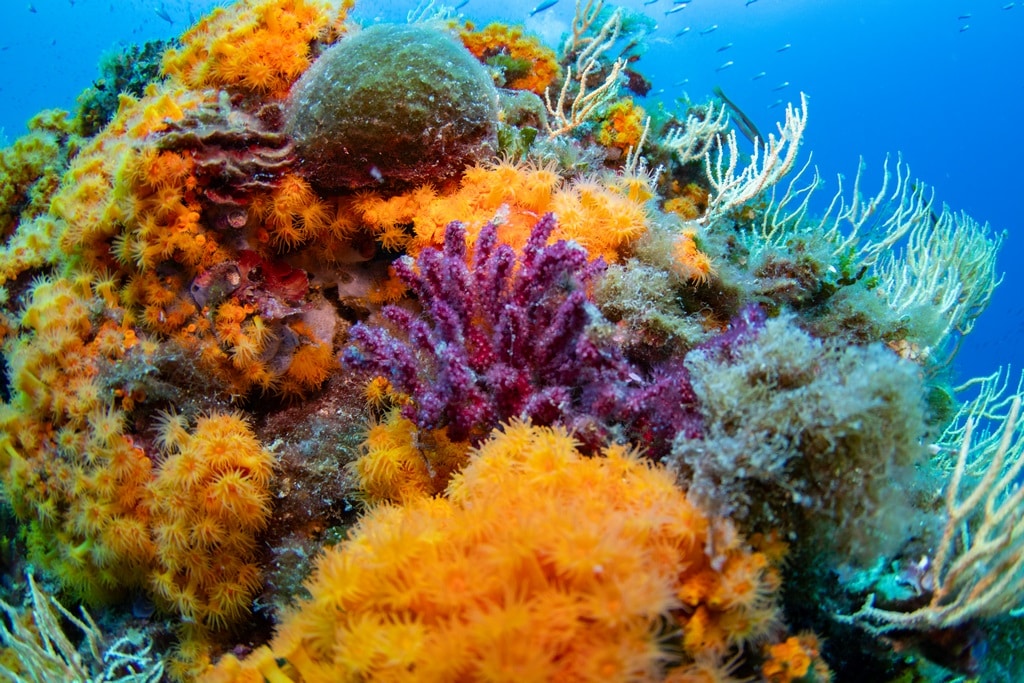 Plonger en Algérie c'est se garantir des fonds marins époustouflants.