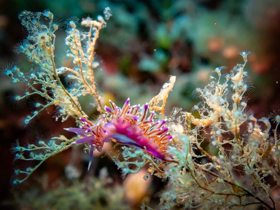 Plein de nudibranches lors des plongées en Algérie.