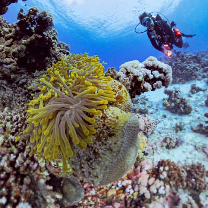 Hélène Adam du blog Different Dive en plongée en Egypte