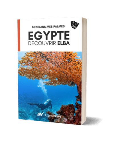 Bien dans mes palmes : Egypte - Découvrir Elba