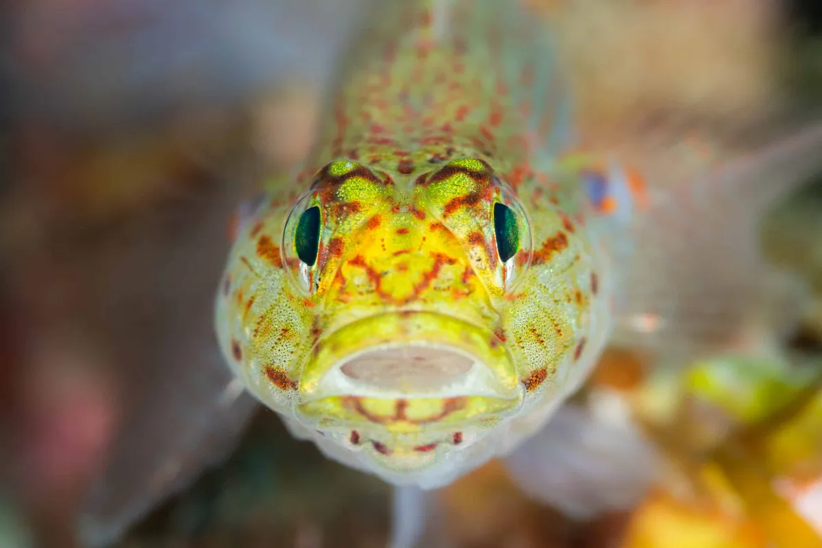 Photo de Jean-Baptiste Cazajous