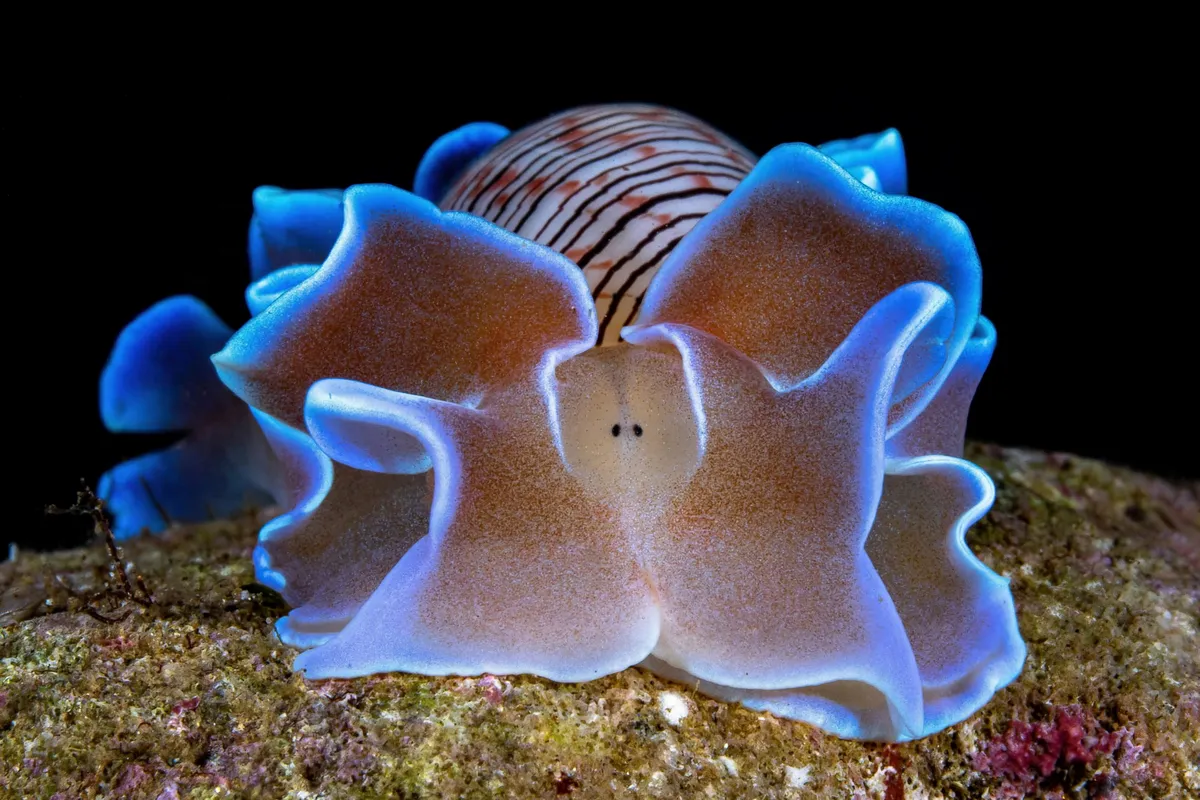 Premier prix au palmarès Proximité du concours photo de l'été different Dive : David Pleuvret